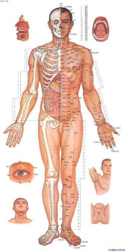 7b8626377c2f329dec2dcc364fd066b1–accupuncture-acupressure 7b8626377c2f329dec2dcc364fd066b1--accupuncture-acupressure